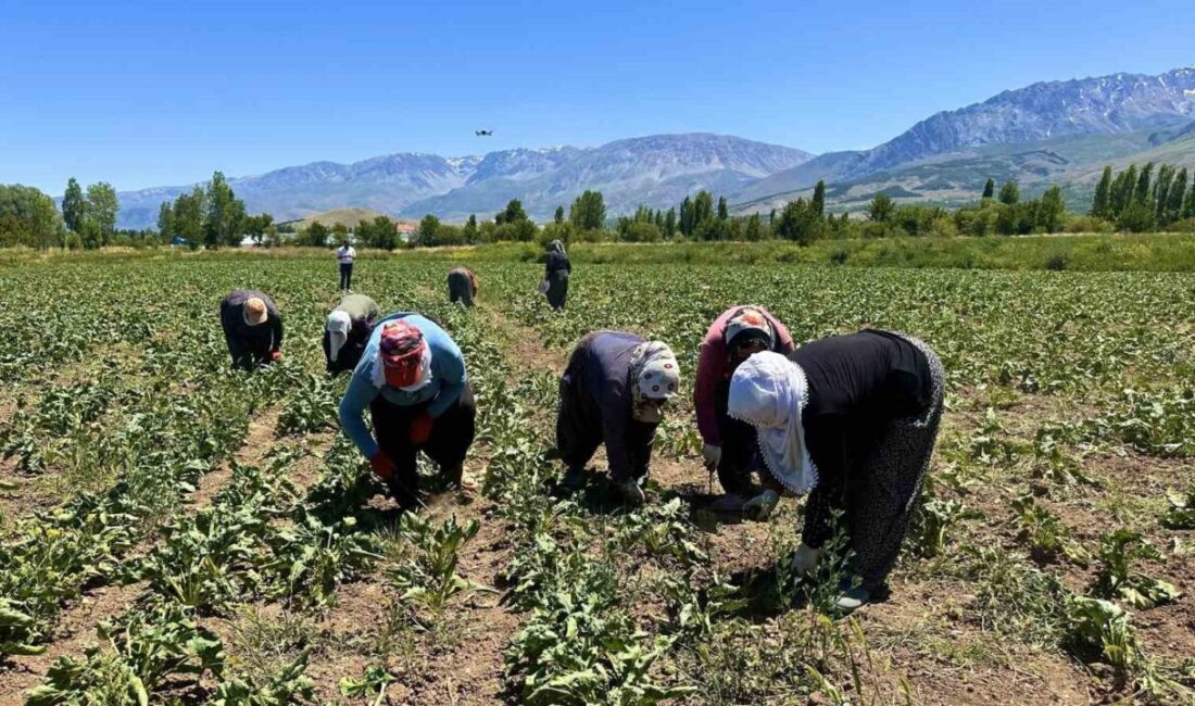 Erzincan’da şeker pancarı tarlalarında çalışan kadın tarım işçileri, 35-40 dereceyi