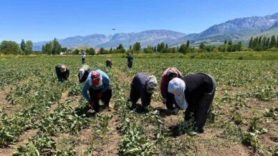 Erzincan’da şeker pancarı tarlalarında çalışan kadın tarım işçileri, 35-40 dereceyi