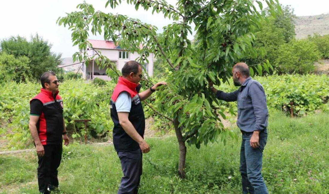 Erzincan İl Tarım ve Orman Müdürü Alper Koçaker, Üzümlü ilçesindeki
