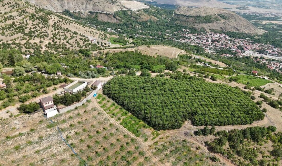 Erzincan’ın Üzümlü ilçesinde 1.650 metre rakımda bulunan kiraz bahçesinde hasat