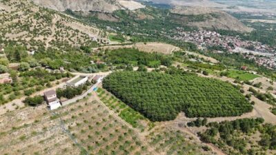 Erzincan’ın Üzümlü ilçesinde 1.650 metre rakımda bulunan kiraz bahçesinde hasat
