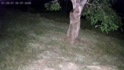 Erzurum’un İspir ilçesi Bademli köyünde aç kalan ayı ve yaban