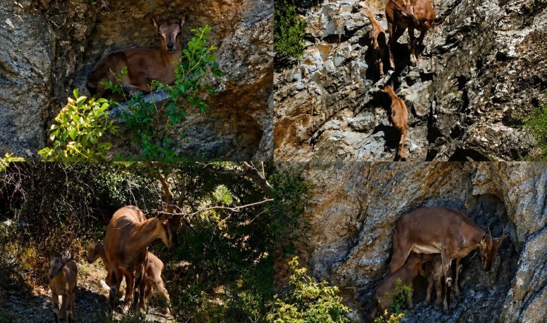 Erzincan ile Tunceli sınırları arasında uzanan Munzur Dağları’nda, nesli tükenme