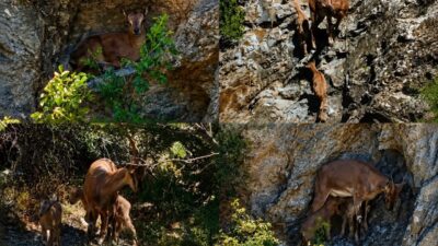 Erzincan ile Tunceli sınırları arasında uzanan Munzur Dağları’nda, nesli tükenme