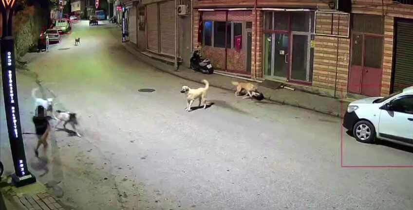 Ordu’nun Çamaş ilçesinde scooter ile evine gitmeye çalışan bir çocuk,