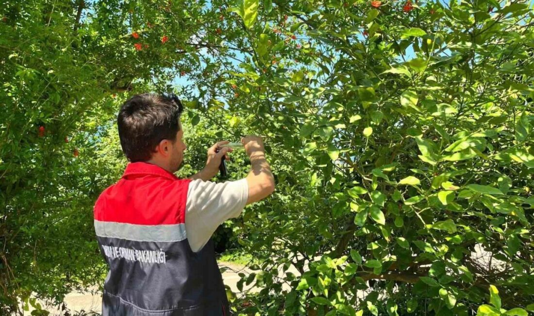 Rize’nin İyidere ilçesinde Kahverengi Kokarca böceğine karşı yürütülen biyolojik mücadele