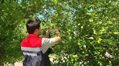Rize’nin İyidere ilçesinde Kahverengi Kokarca böceğine karşı yürütülen biyolojik mücadele
