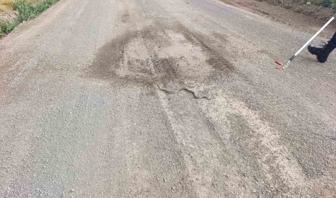 Sivas’ın Şarkışla ilçesinde son günlerde artan yılan ihbarları üzerine harekete