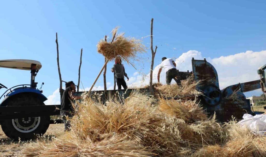 Erzincan’ın Tercan ilçesinde ekimi yapılan hububat tarlalarında biçerdöver ile hasat