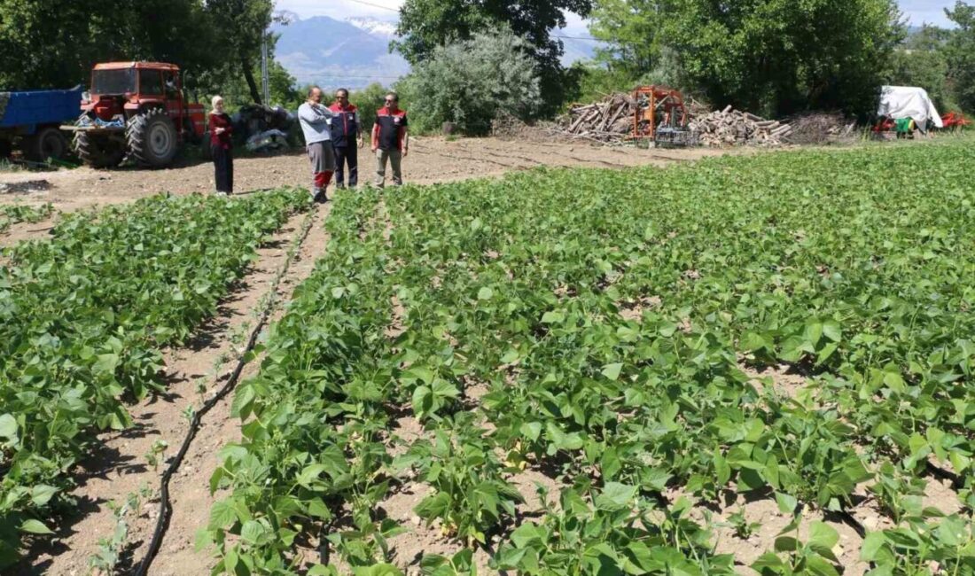 Erzincan’ın tescilli kuru fasulye çeşidi Işıl-24’ün üretimi, kentteki üreticilerin tarlalarında