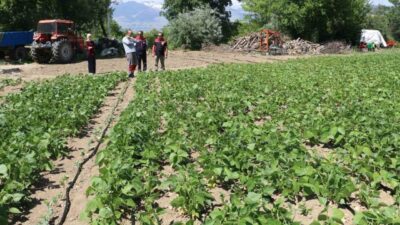 Erzincan’ın tescilli kuru fasulye çeşidi Işıl-24’ün üretimi, kentteki üreticilerin tarlalarında