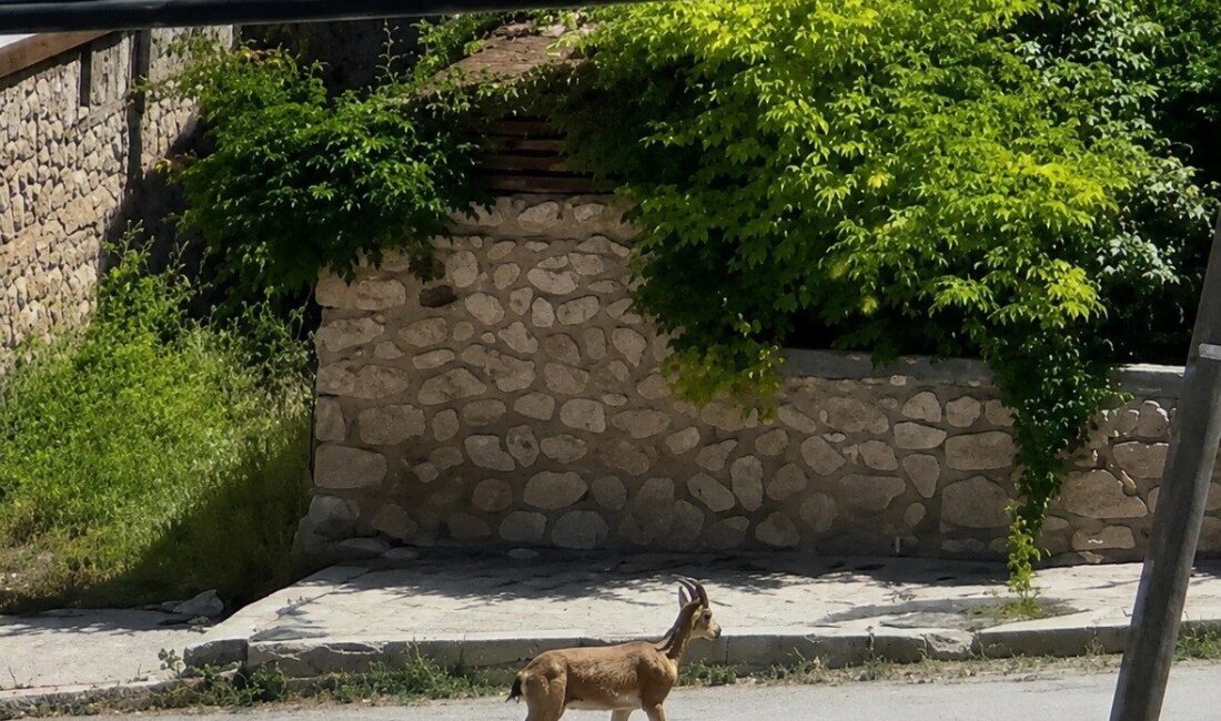 Erzincan’ın Kemah ilçesinde ilçe merkezine kadar inen dağ keçisi cep