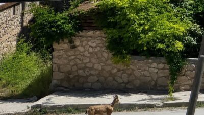 Erzincan’ın Kemah ilçesinde ilçe merkezine kadar inen dağ keçisi cep