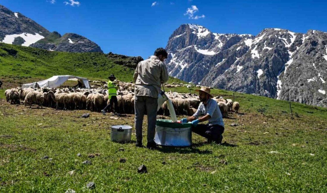 Erzincan’ın Kemah ilçesindeki 3 bin rakımlı Munzur Dağları yaylalarına her